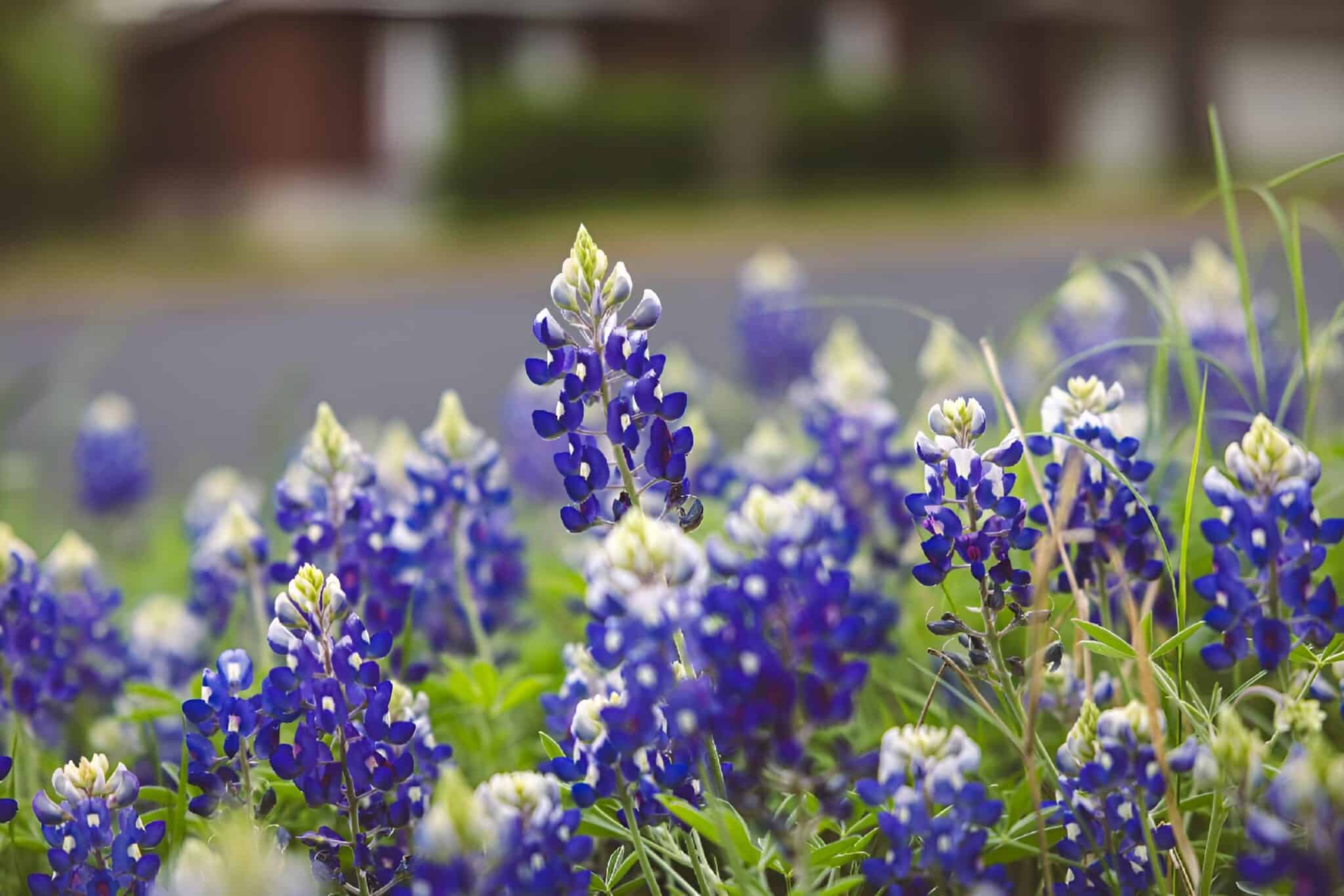 Closeup of wild bluebonnets