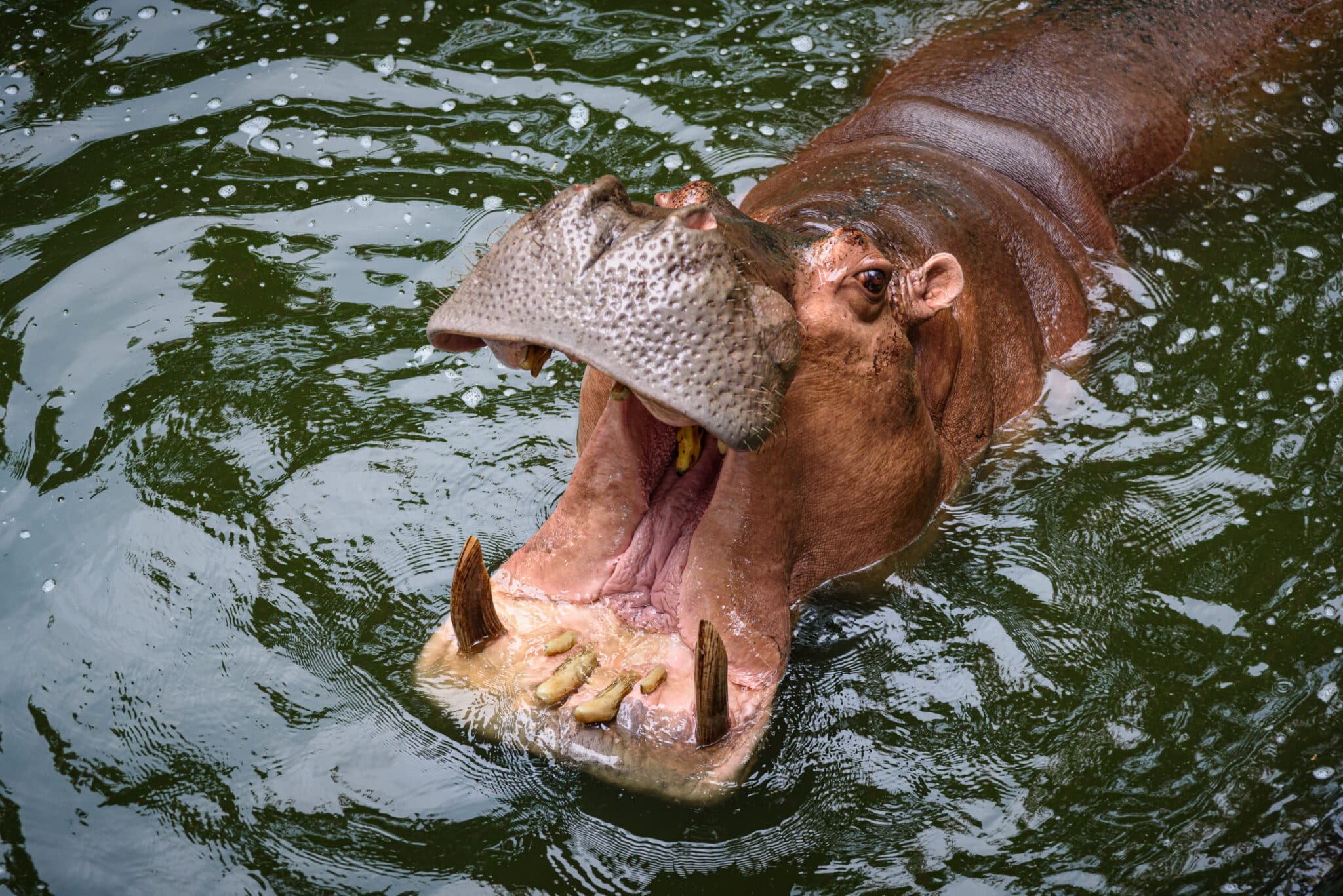 Hippo opening mouth